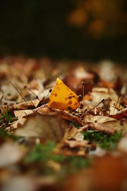 力西汉姆联 力西汉姆联